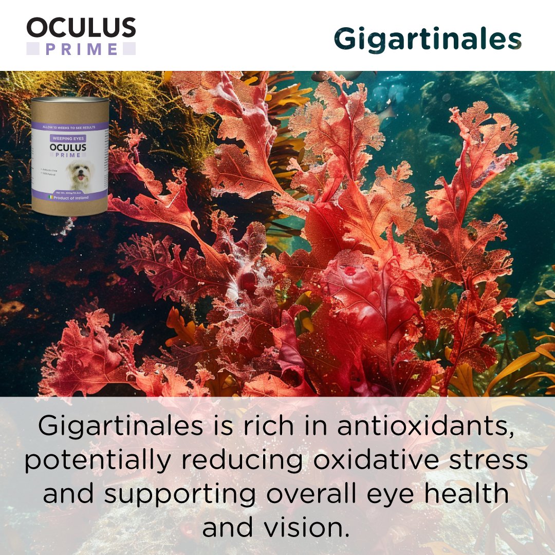 SEAWEED FOR DOGS Oculus Prime