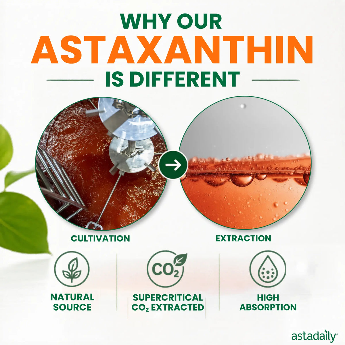 ASTADAILY Astaxanthin Pure Vegan (6 mg)