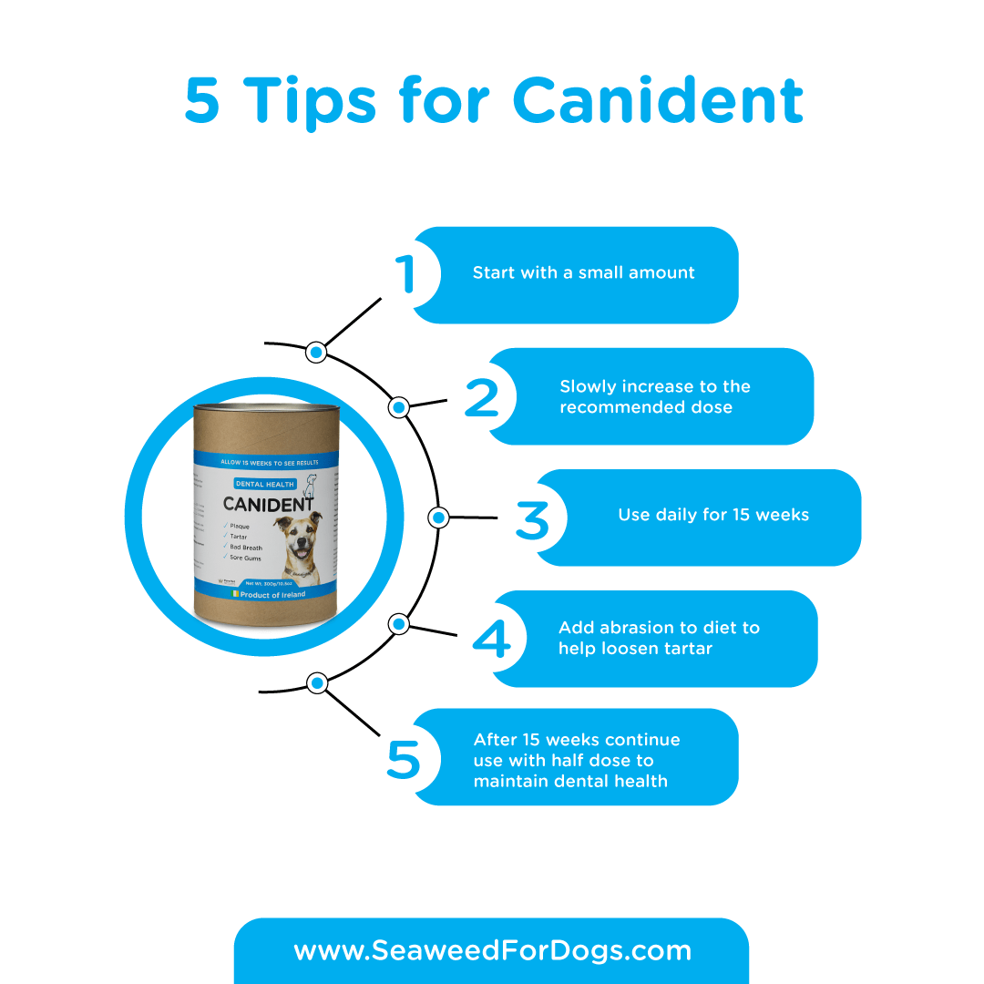 SEAWEED FOR DOGS Canident