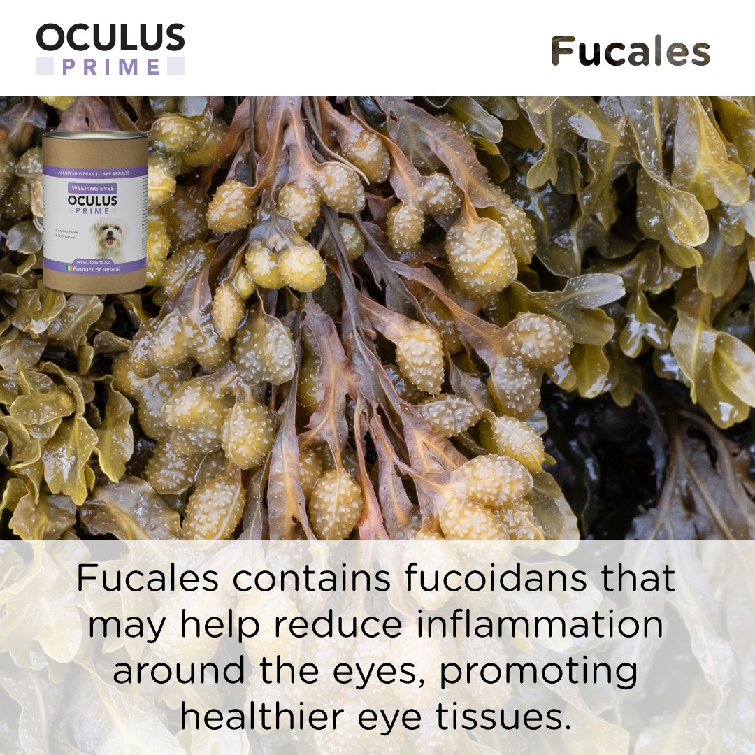 SEAWEED FOR DOGS Oculus Prime
