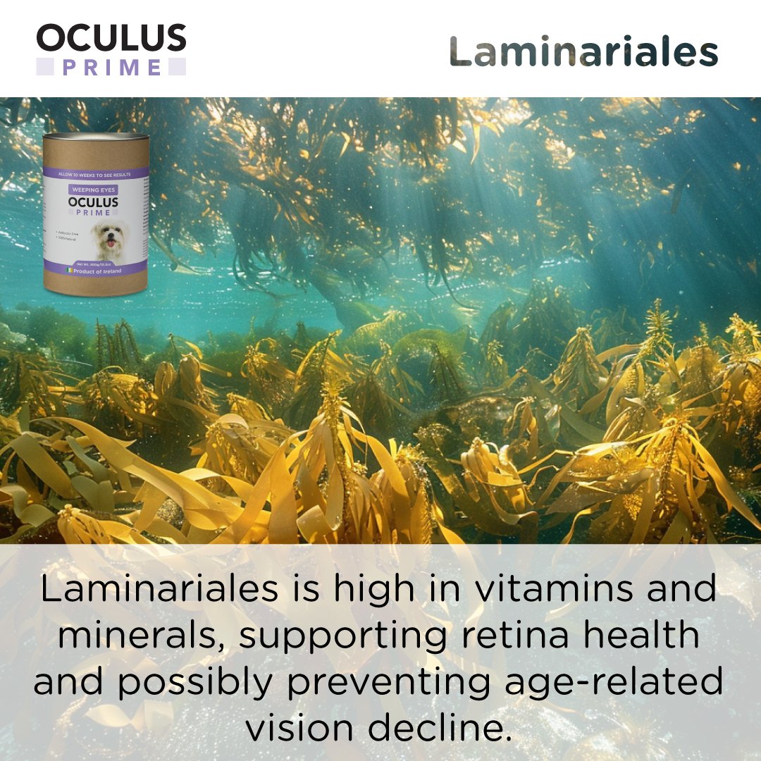SEAWEED FOR DOGS Oculus Prime
